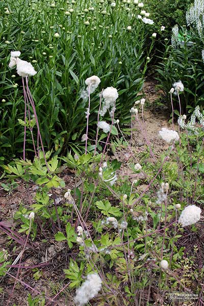 Zawilec wielokwiatowy, zawilec leśny (Anemone sylvestris)