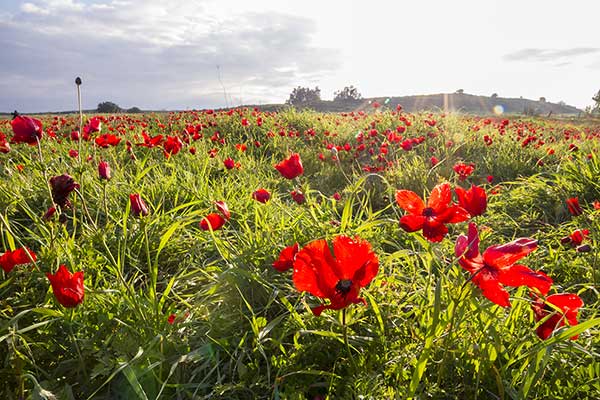 Zawilec koronowy, zawilec wieńcowy (Anemone coronaria)