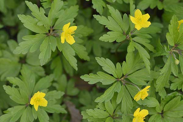 Zawilec żółty (Anemone ranunculoides)