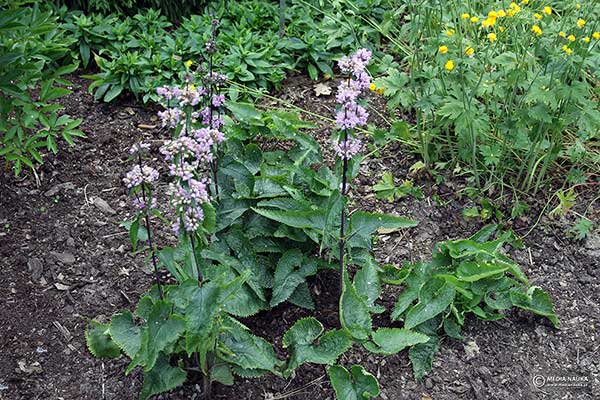 Żelaźniak bulwiasty (Phlomis tuberosa)