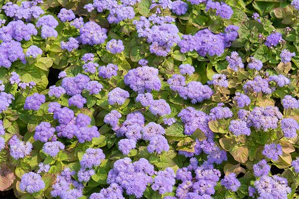 Żeniszek meksykański, ageratum (Ageratum houstonianum)