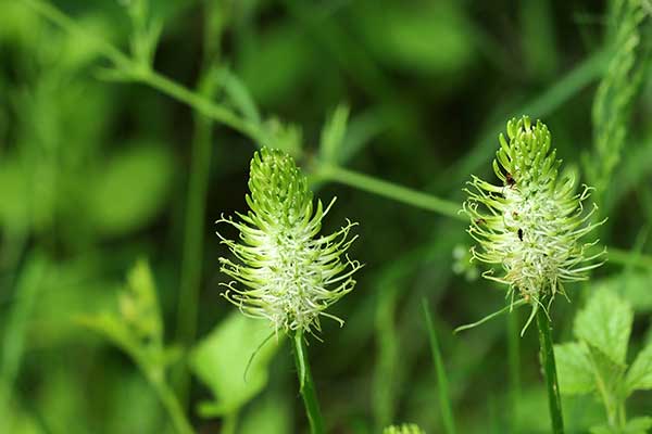 Zerwa kłosowa (Phyteuma spicatum)