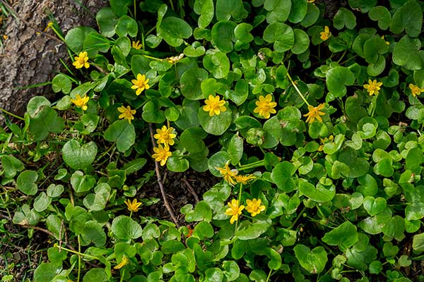 Jaskier wiosenny, ziarnopłon wiosenny (Ranunculus ficaria)