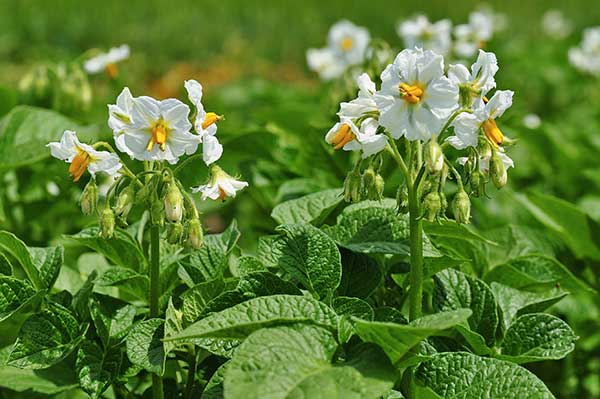 Ziemniak, kartofel (Solanum tuberosum)