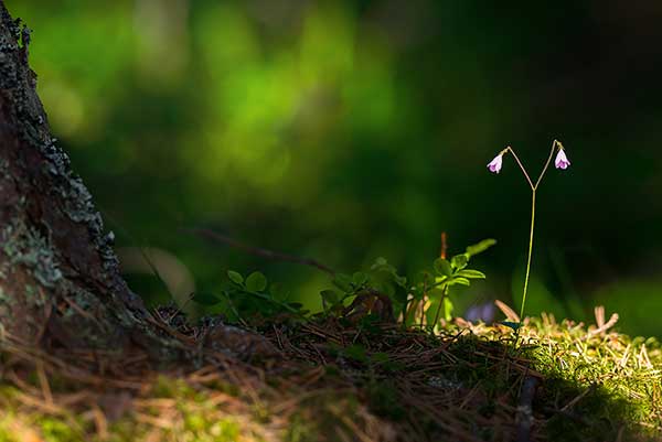 Zimoziół północny (Linnaea borealis)