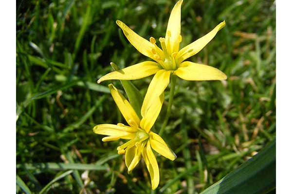 Złoć polna (Gagea arvensis)