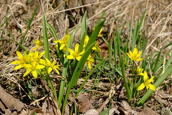 Złoć żółta (Gagea lutea)