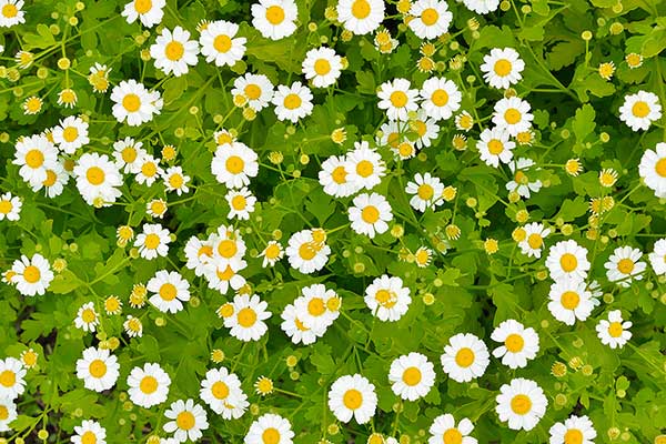 Wrotycz maruna, złocień maruna (Tanacetum parthenium)