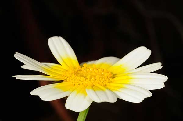 Złocień polny, złocień zbożowy (Chrysanthemum segetum)