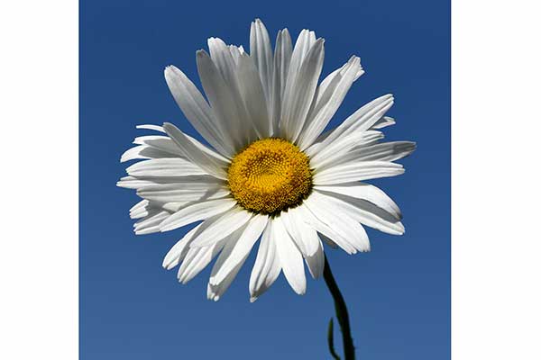 Jastrun wielki, złocień wielki (Leucanthemum maximum)