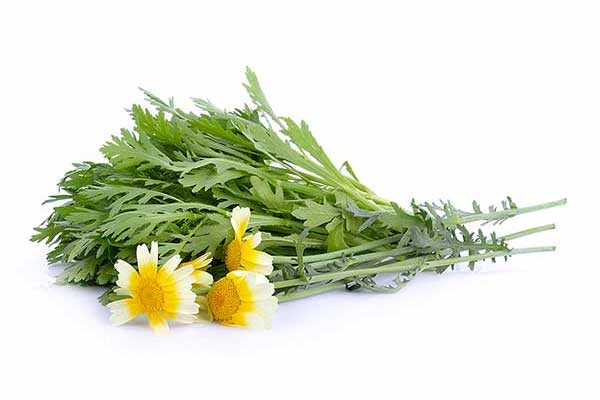 Złocień wieńcowy, złocień koronowy (Chrysanthemum coronarium)