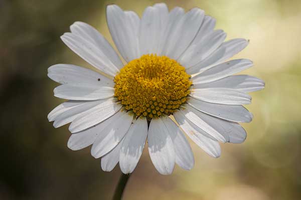 Jastrun zwyczajny, jastrun zapoznany, złocień właściwy (Leucanthemum ircutianum)