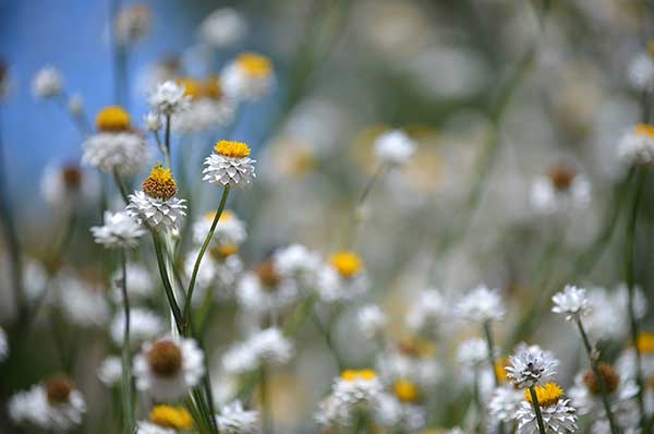 Złociszek oskrzydlony (Ammobium alatum)