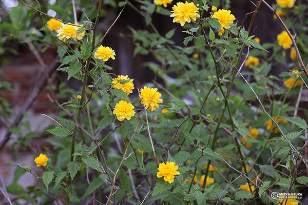 Złotlin japoński (Kerria japonica)