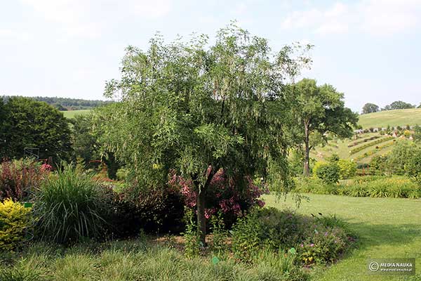 Złotokap zwyczajny, złotokap pospolity (Laburnum anagyroides)