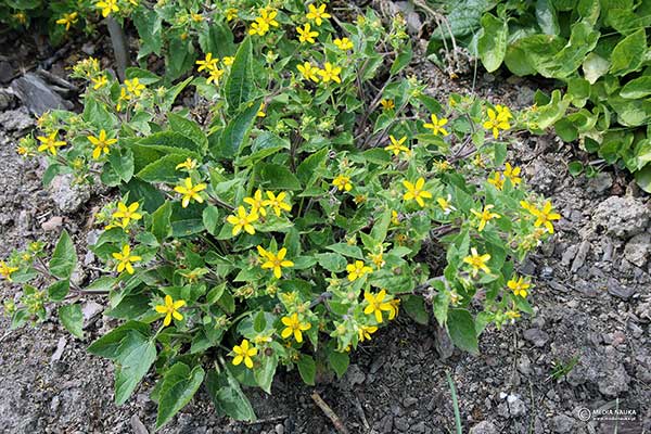 Złotospor wirginisjki (Chrysogonum virginianum)