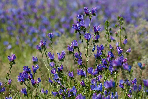 Żmijowiec babkowaty (Echium plantagineum)