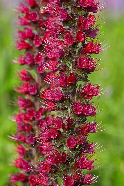 Żmijowiec czerwony (Echium russicum)