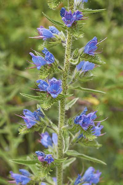 Żmijowiec zwyczajny (Echium vulgare)