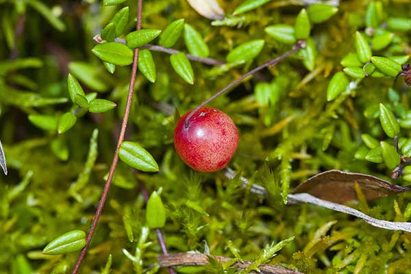 Żurawina błotna (Vaccinium oxycoccos)