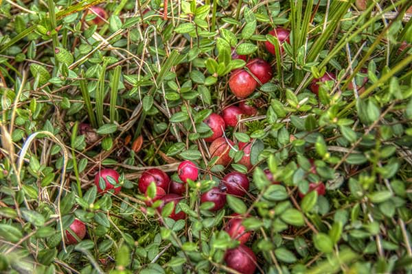 Żurawina wielkoowocowa (Vaccinium macrocarpon)