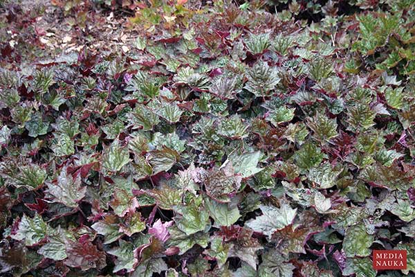 Żurawka drobnokwiatowa (Heuchera micrantha)