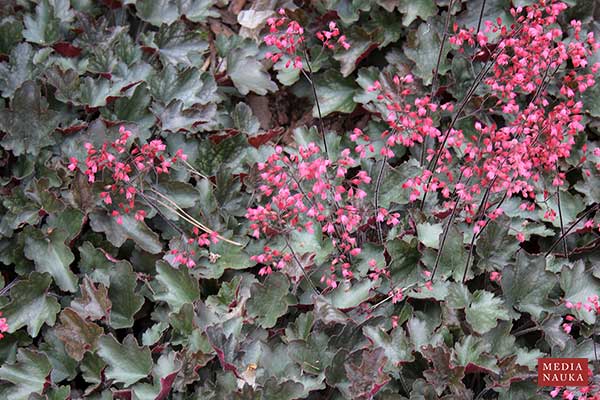 Żurawka - formy mieszańcowe (Heuchera hybr.)