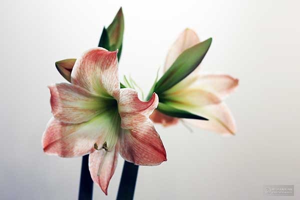 Zwartnica (Hippeastrum sp.)