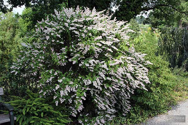 Żylistek szorstki (Deutzia scabra)