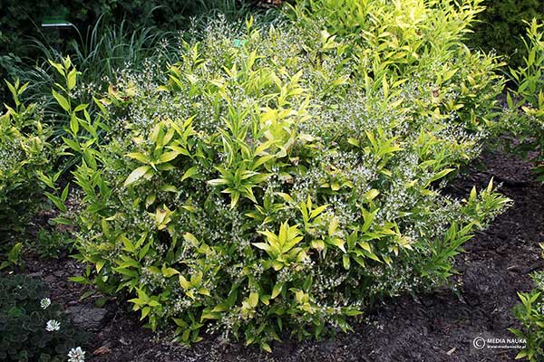 Żylistek wysmukły (Deutzia gracilis)