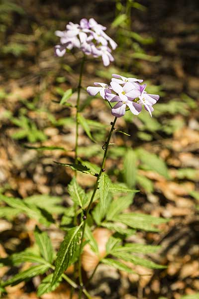 Żywiec bulwkowaty, żywiec cebulkowy (Dentaria bulbifera)