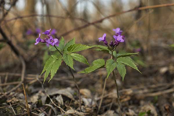 Żywiec gruczołowaty (Dentaria glandulosa)