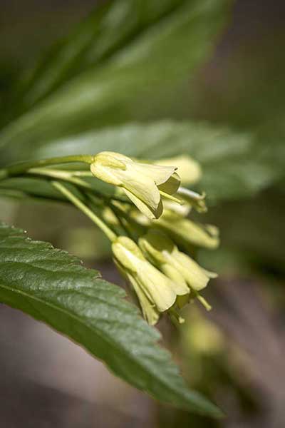 Żywiec kremowy, żywiec dziewięciolistny (Dentaria enneaphyllos)