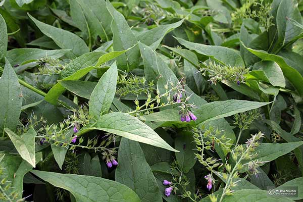 Żywokost lekarski (Symphytum officinale)