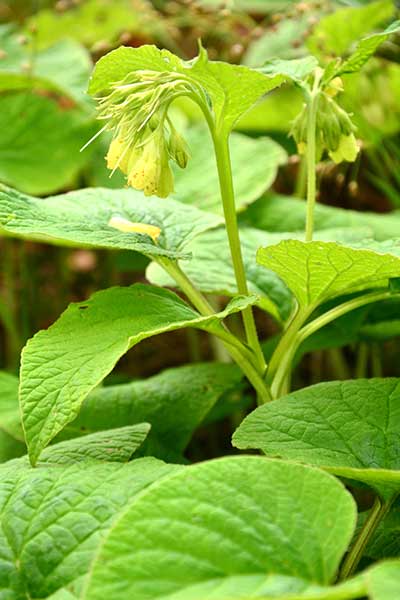 Żywokost sercowaty (Symphytum cordatum)