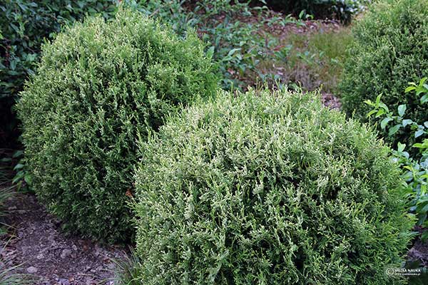 Żywotnik zachodni (Thuja occidentalis)