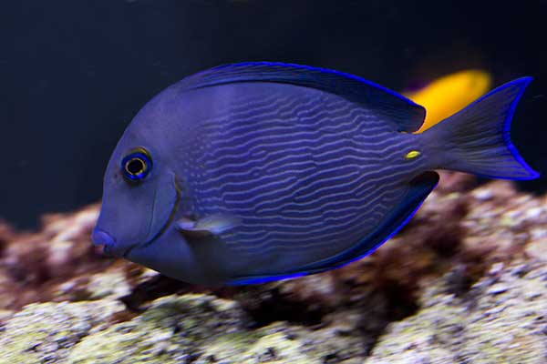 (Acanthurus coeruleus)