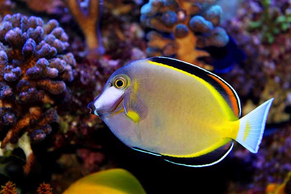 (Acanthurus japonicus)