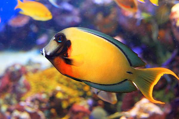 (Acanthurus pyroferus)