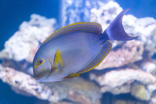  (Acanthurus xanthopterus)