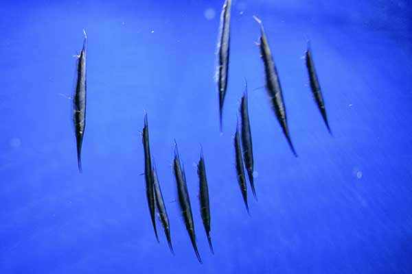(Aeoliscus strigatus)