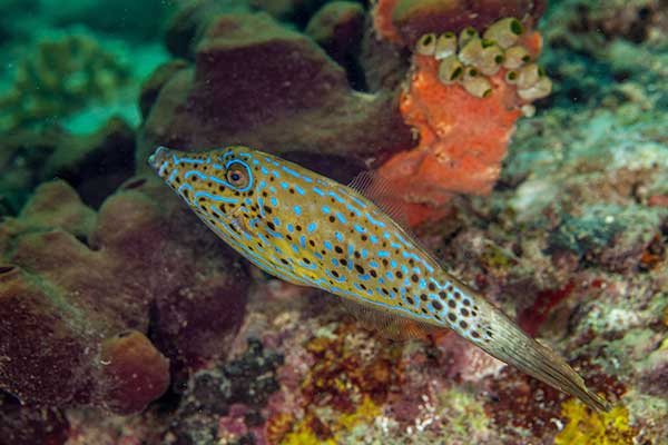 (Aluterus scriptus)