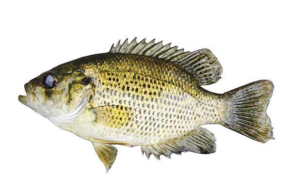 (Ambloplites rupestris)