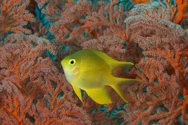 (Amblyglyphidodon aureus)