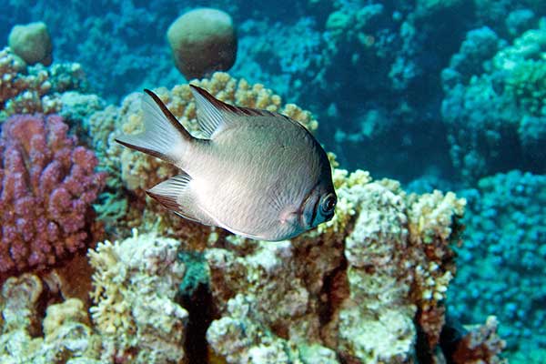 (Amblyglyphidodon leucogaster)