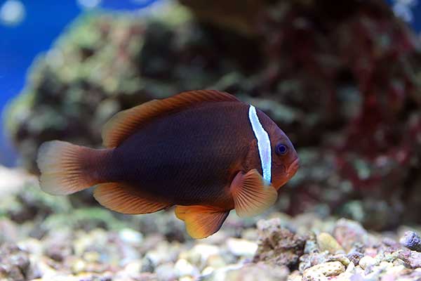 Amfiprion ognisty (Amphiprion frenatus)