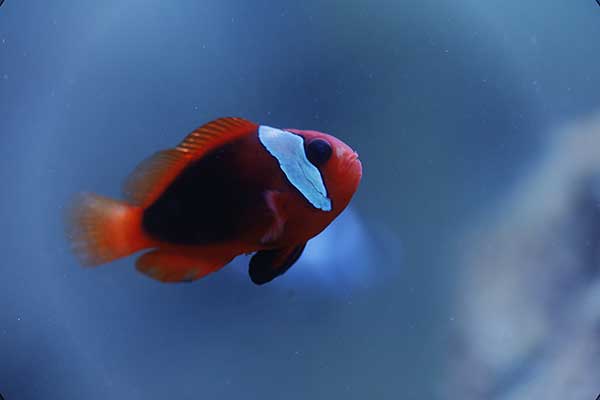 Błazenek czarnopłetwy (Amphiprion melanopus)