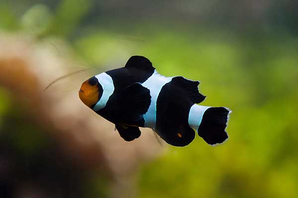 (Amphiprion polymnus)