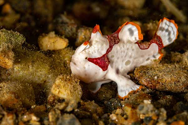 (Antennarius maculatus)