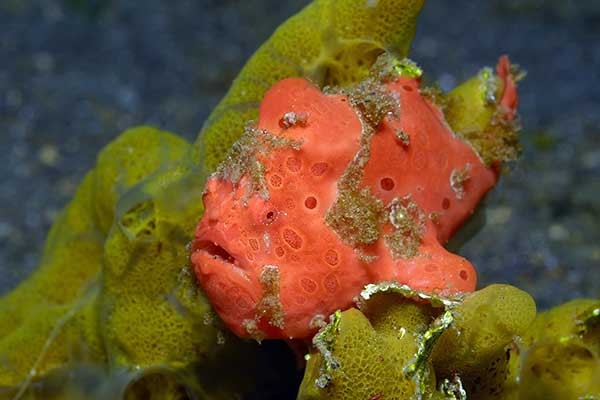 (Antennarius pictus)